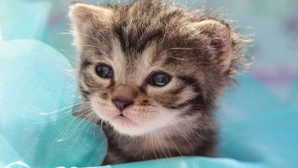 Al igual que las huellas digitales, la nariz de los gatos tiene un patrón único.