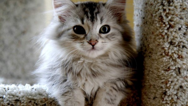 Un gato puede saltar hasta 5 veces su altura de una sola vez.