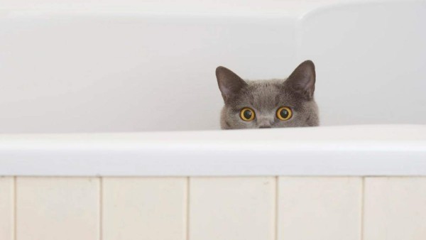 La razón por la que los gatos odian el agua es porque su pelaje no la aísla.