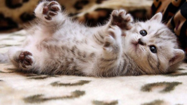 Los gatos sudan únicamente a través de sus patas.