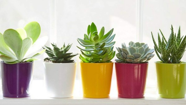 Para los principiantes que tienen problemas manteniendo sus plantas, los cactus son una gran opción, ya que no toman mucho cuidado y son muy bonitos.