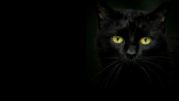 En la cultura egipcia los gatos negros eran venerados y admirados. Matar a un gato era un acto ilegal.