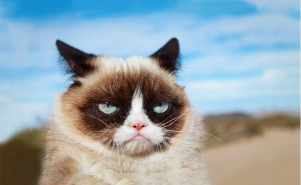 Grumpy Cat-2012