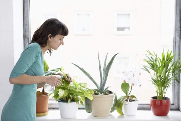 Cinco pasos para cuidar tus plantas