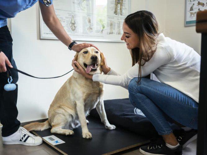 Mantenimiento del peso. El sobrepeso puede reducir la esperanza de vida y aumentar el riesgo de enfermedades. Controla la alimentación de tu perro y asegúrate de que mantenga un peso saludable mediante ejercicio regular.