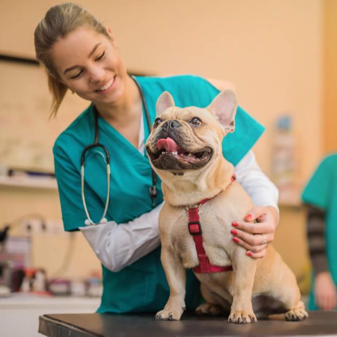 Atención veterinaria preventiva. Las visitas regulares al veterinario son esenciales para detectar y prevenir enfermedades en etapas tempranas. Mantén al día las vacunas, desparasitaciones y revisiones de salud recomendadas.