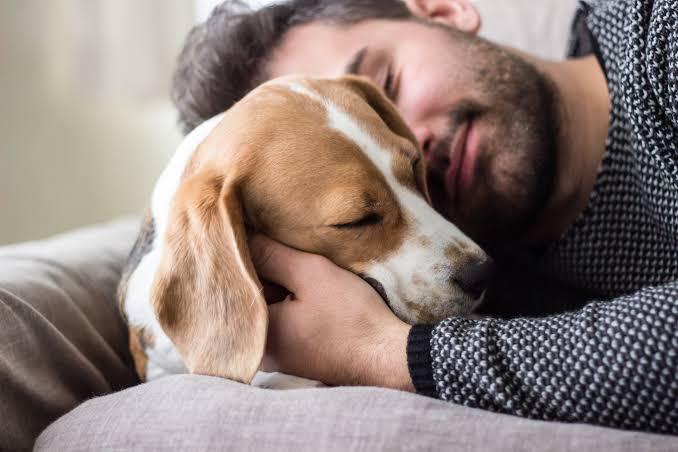 Los beneficios de tener un perro