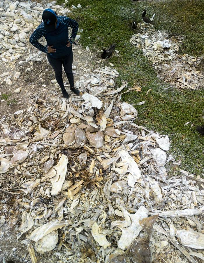 Gabriela sabe que su trabajo puede aportar en la protección de especies marinas. En la imagen aparece frente a una pila de restos de tiburones