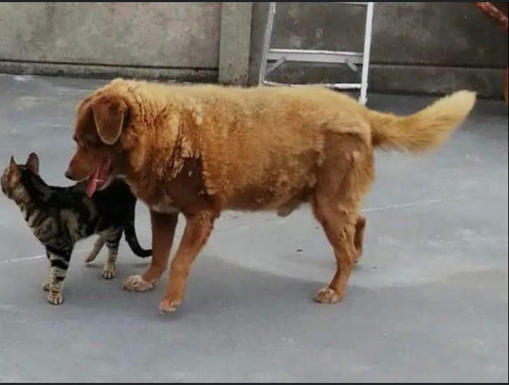 El veterano perro es muy sociables y ha pasado su vida acompañada de animales.