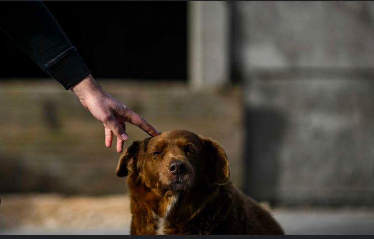 Bodi tiene vida plena, pues nunca ha sido encadenado, y ha disfrutado libremente caminar por los bosques y las tierras de cultivo que hay alrededor de la casa de su familia.