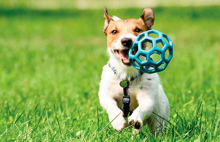 El ejercicio es vital para mantener a tu perro en buena forma física y mental. Programa paseos diarios, sesiones de juego activo y otras actividades que promuevan su actividad física.