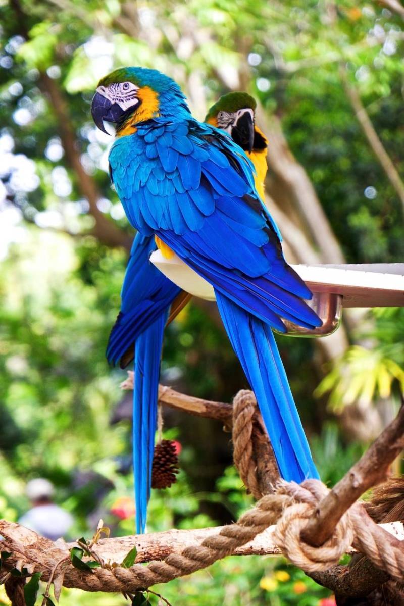 “El virus de la influenza aviar altamente patógeno, principalmente por los subtipos (H5 y H7) del tipo A, causa una enfermedad grave en las aves que puede propagarse rápidamente, produciendo altas tasas de mortalidad en diferentes especies de ave”, se describe en el sitio web oficial de la PAHO.