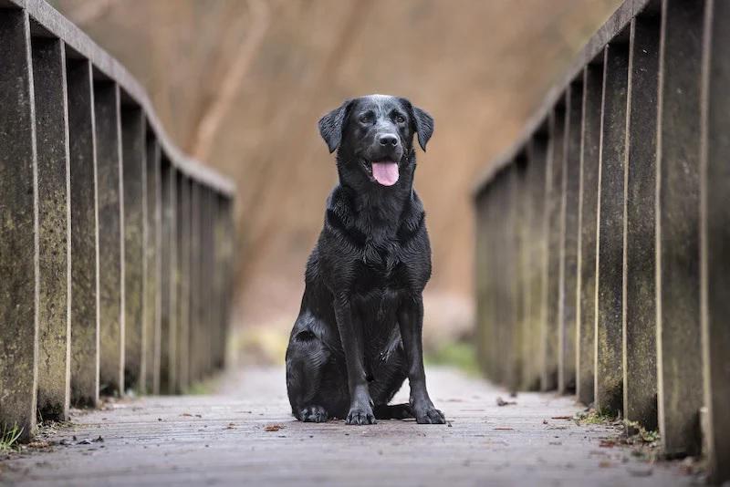 Estas son las razas de perros más inteligentes