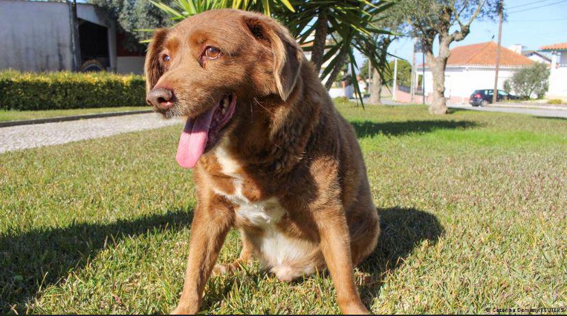 Leonel Costa, uno de los dueños de Bobi, ha tenido varios perros que han alcanzado edades avanzadas incluida la madre de Bobi, Gira, quien llegó a vivir hasta los 18 años, sin embargo, jamás se imaginó que un perro pudiera vivir más de 30 años.