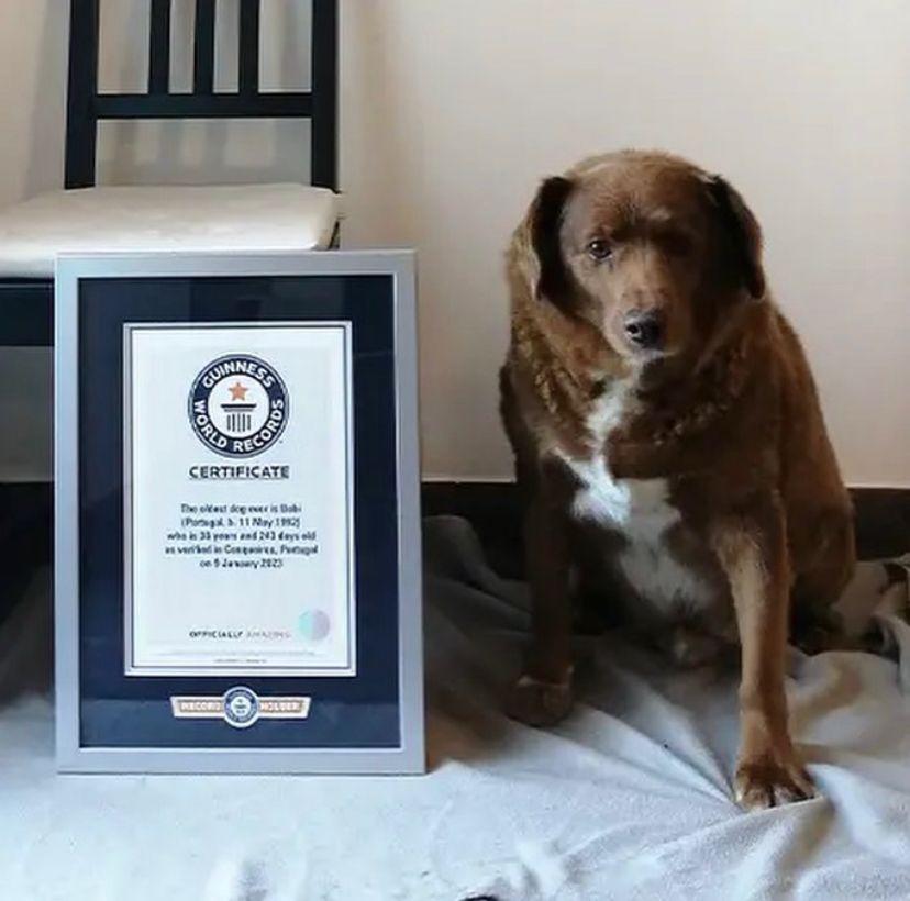 El perro más viejo del mundo acaba de cumplir 31 años. Se llama Bobi y es un hermoso ejemplar de Rafeiro do Alentejo, una raza portuguesa. Bobi vive en Conqueiros en Leira, un pueblo situado al oeste de Portugal.