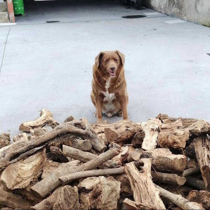 El can nació el 11 de mayo de 1992, aunque la esperanza de vida de su raza oscila entre 10 y 13 años, Bobi hoy ostenta el título del “perro vivo más viejo” no solo en la actualidad, sino de toda la historia, titulo otorgado por Guinness World Records.