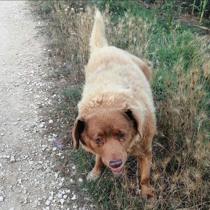 Según su dueño, la longevidad de su mascota se debe al ambiente tranquilo en el que ha vivido siempre y que siempre ha sido alimentado con comida para humanos.