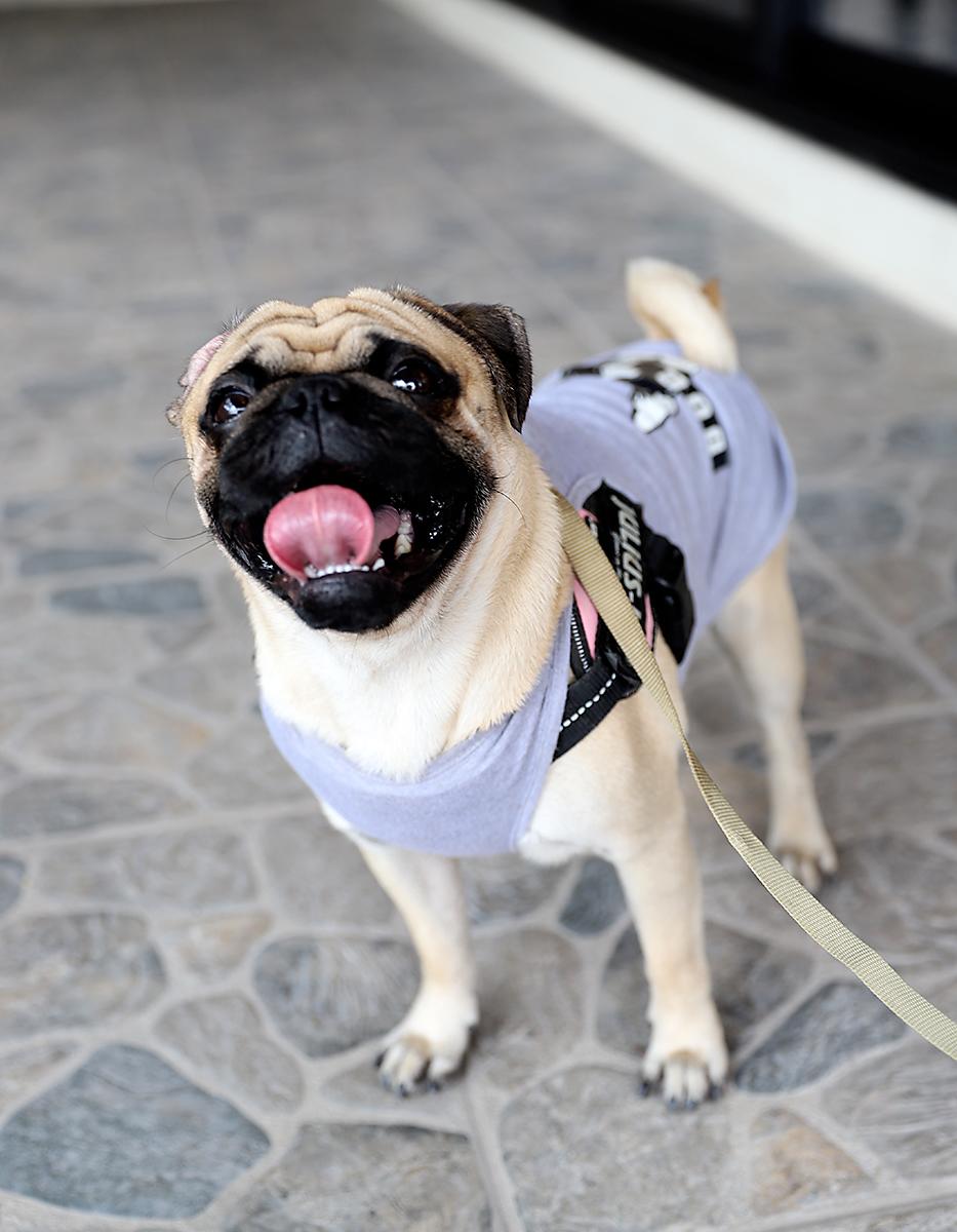 Muffin.