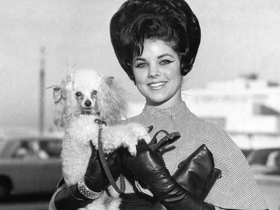 <b>El Encanto de los Años 60 y la Fuerza de las Mujeres</b>Sofia eligió retratar la vida de Priscilla debido a su fascinación por los elementos visuales de los años 60, Memphis y Graceland. Explora el contraste entre la seductora fama y la realidad detrás de la historia de una mujer joven que encuentra su independencia. Coppola hace hincapié sobre la resonancia personal de la historia de Priscilla en relación con las luchas de las mujeres de la generación de su madre.