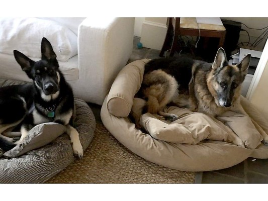 Champ y Major, las mascotas de los Biden que ahora residiran en la Casa Blanca $!Champ y Major, las mascotas de los Biden que ahora residiran en la Casa Blanca